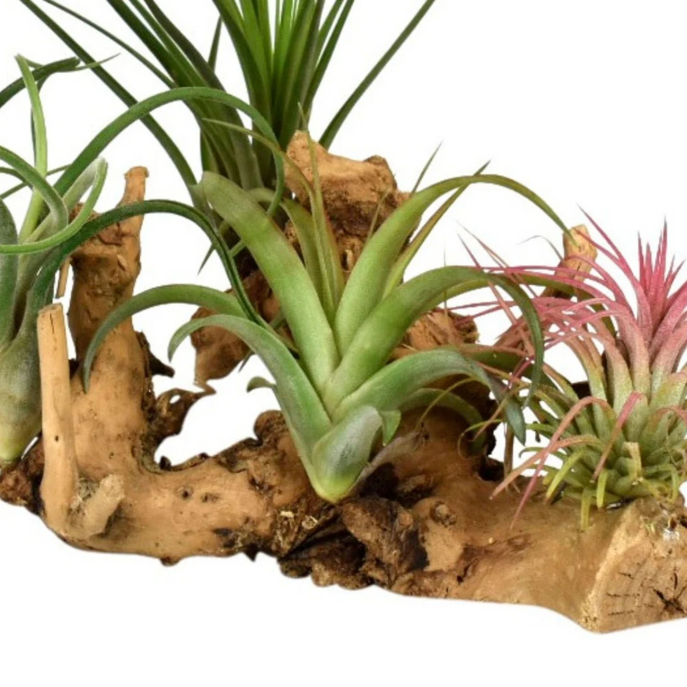 Tillandsias sur support en bois - Image 2