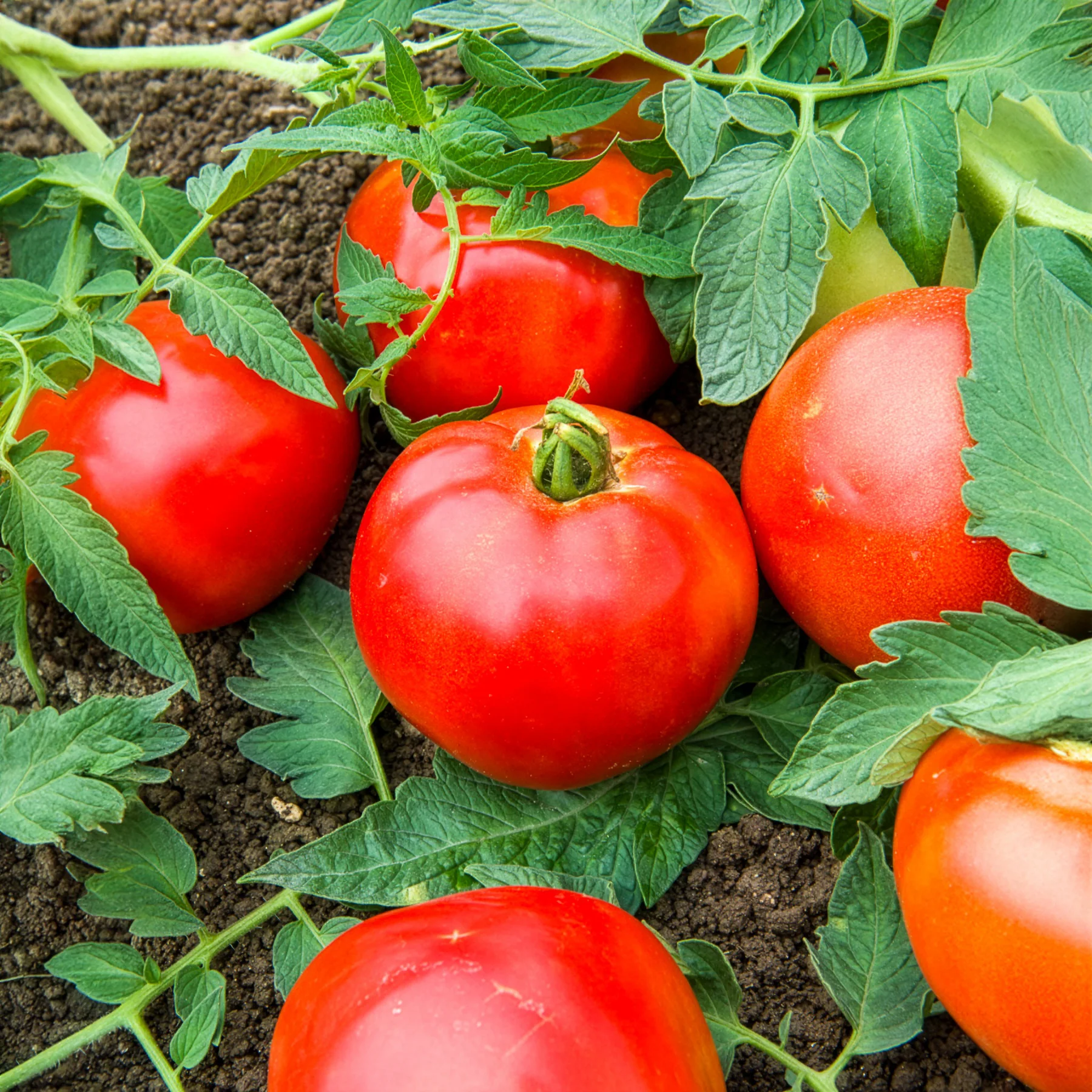 Tomate Pyros F1 - Image 2