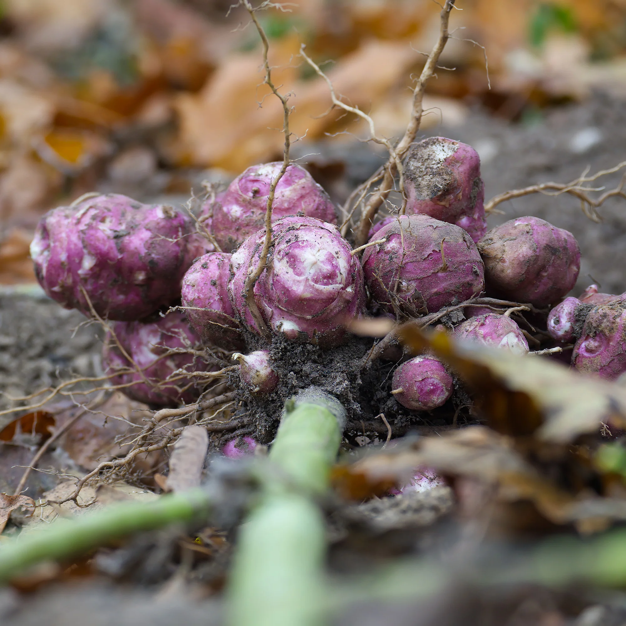 5 Topinambours Violets - Image 6
