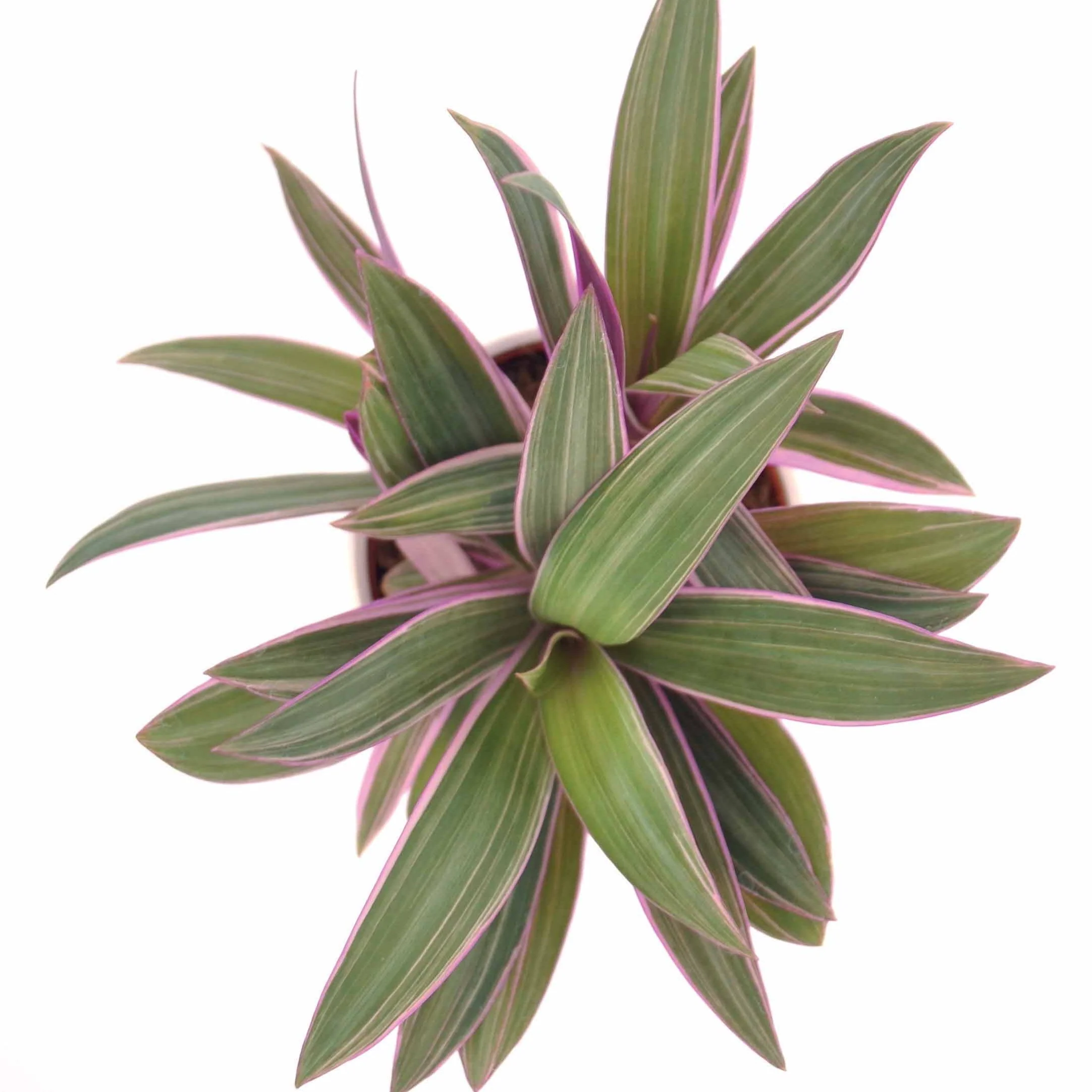 Tradescantia Purple Flame - Image 2