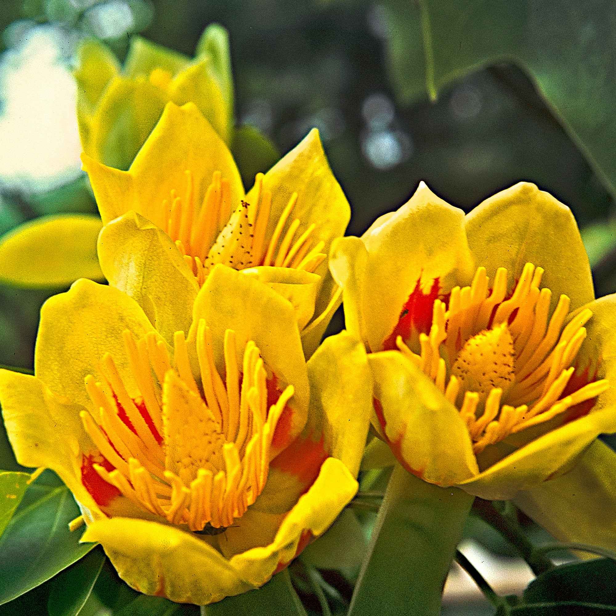 Tulipier de Virginie - Image 4