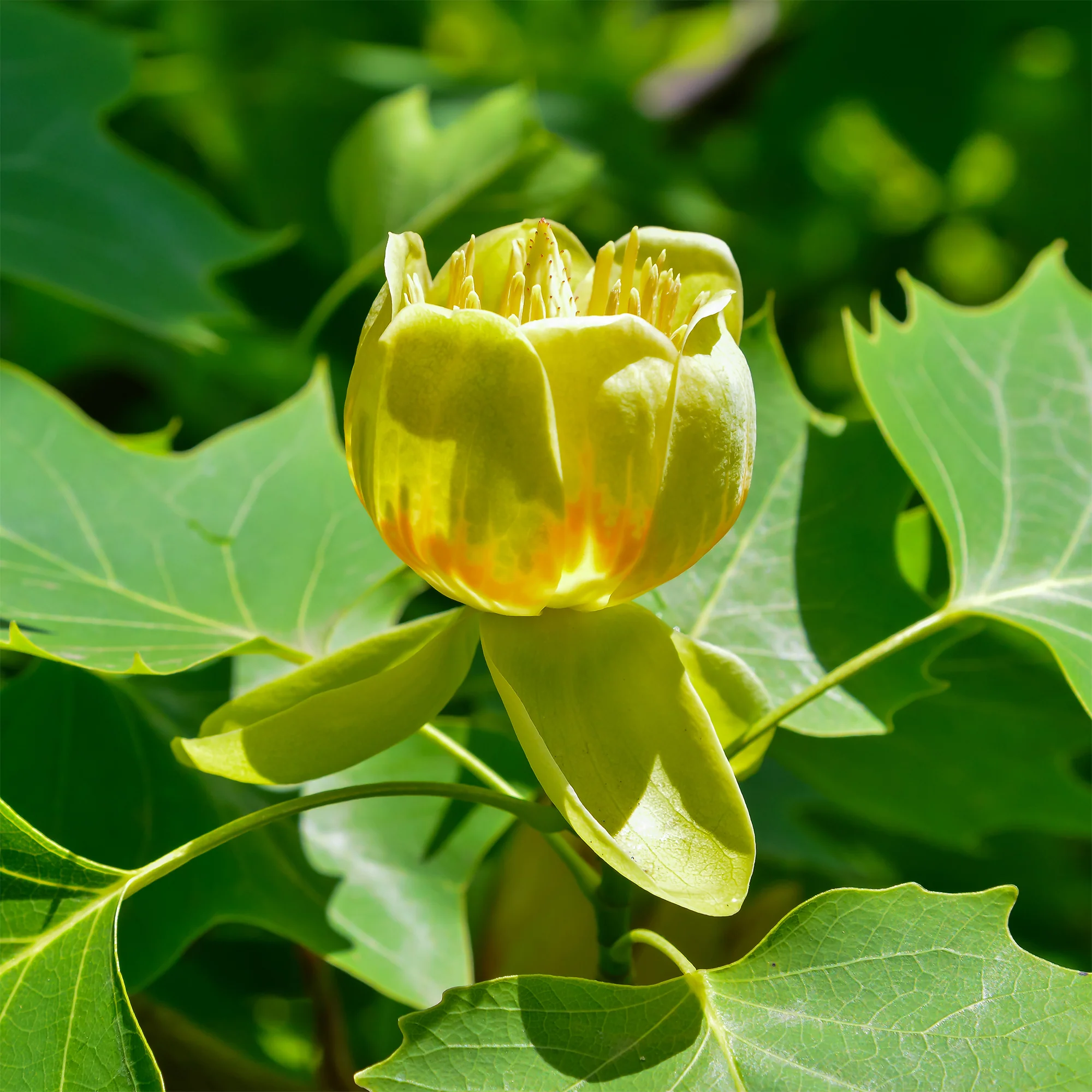 Tulipier de Virginie - Image 5