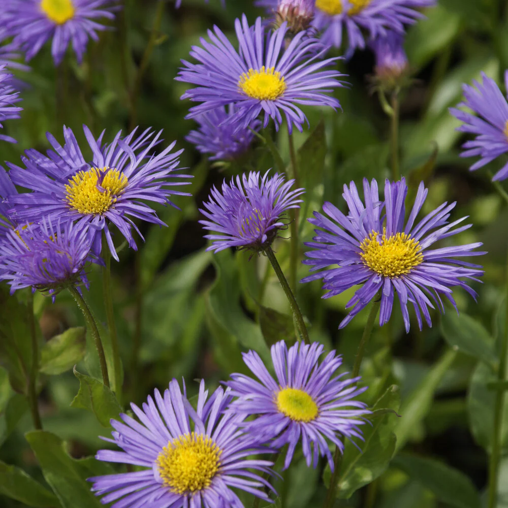 Vergerette Dunkelste Aller - Erigeron - Image 2