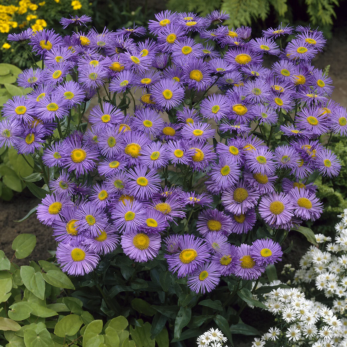 Vergerette Dunkelste Aller - Erigeron - Image 3
