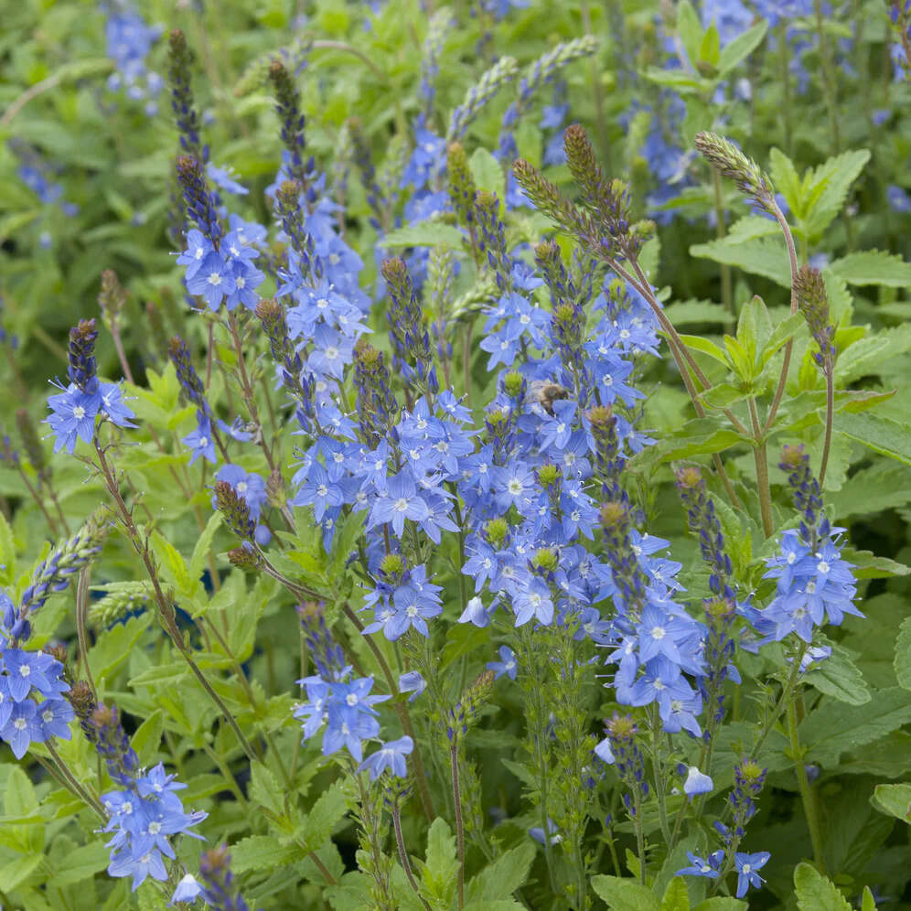 Véronique d'Autriche Royal Blue - Image 2