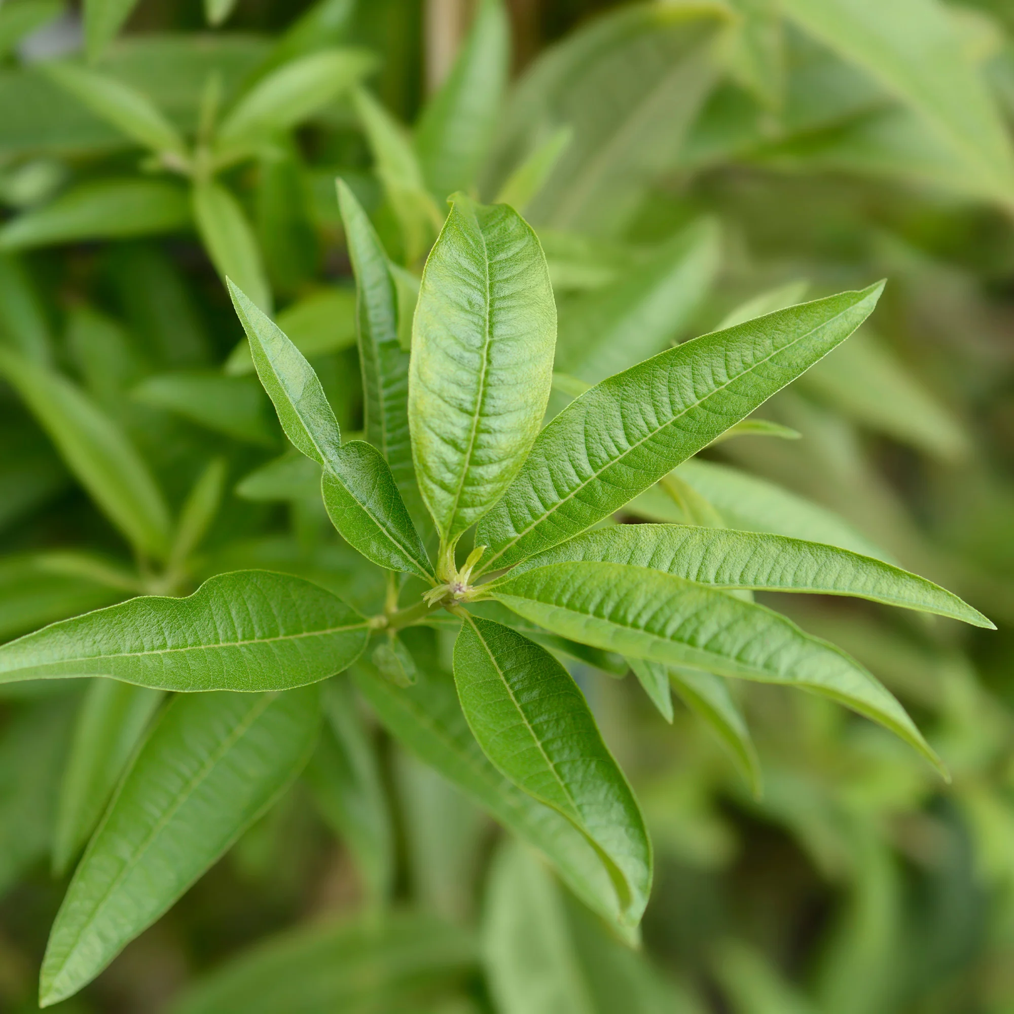 Verveine citronnelle