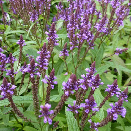 Verveine hastée