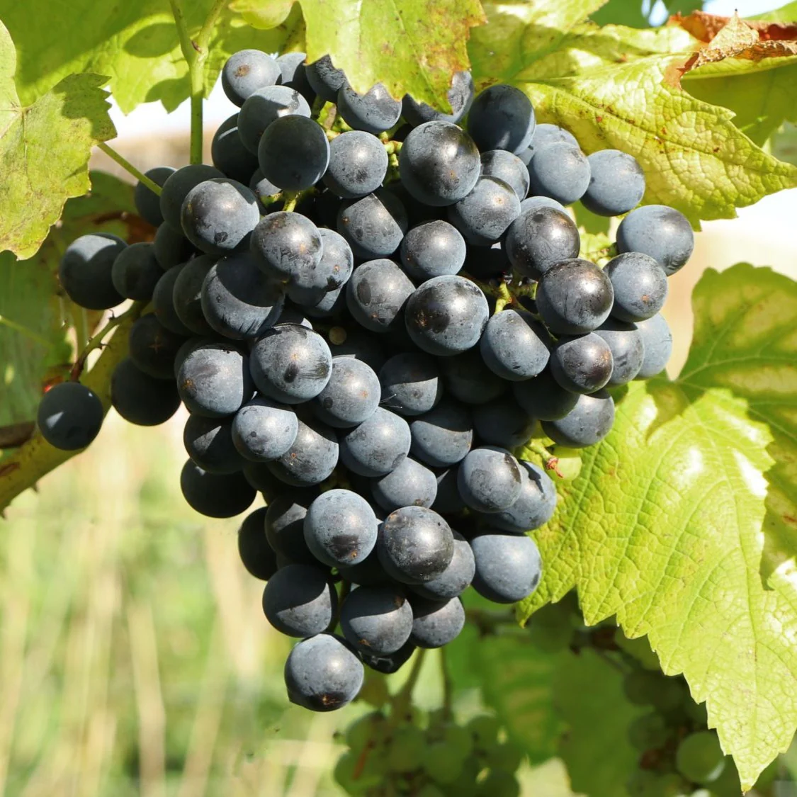 Vigne muscat bleu - Image 2