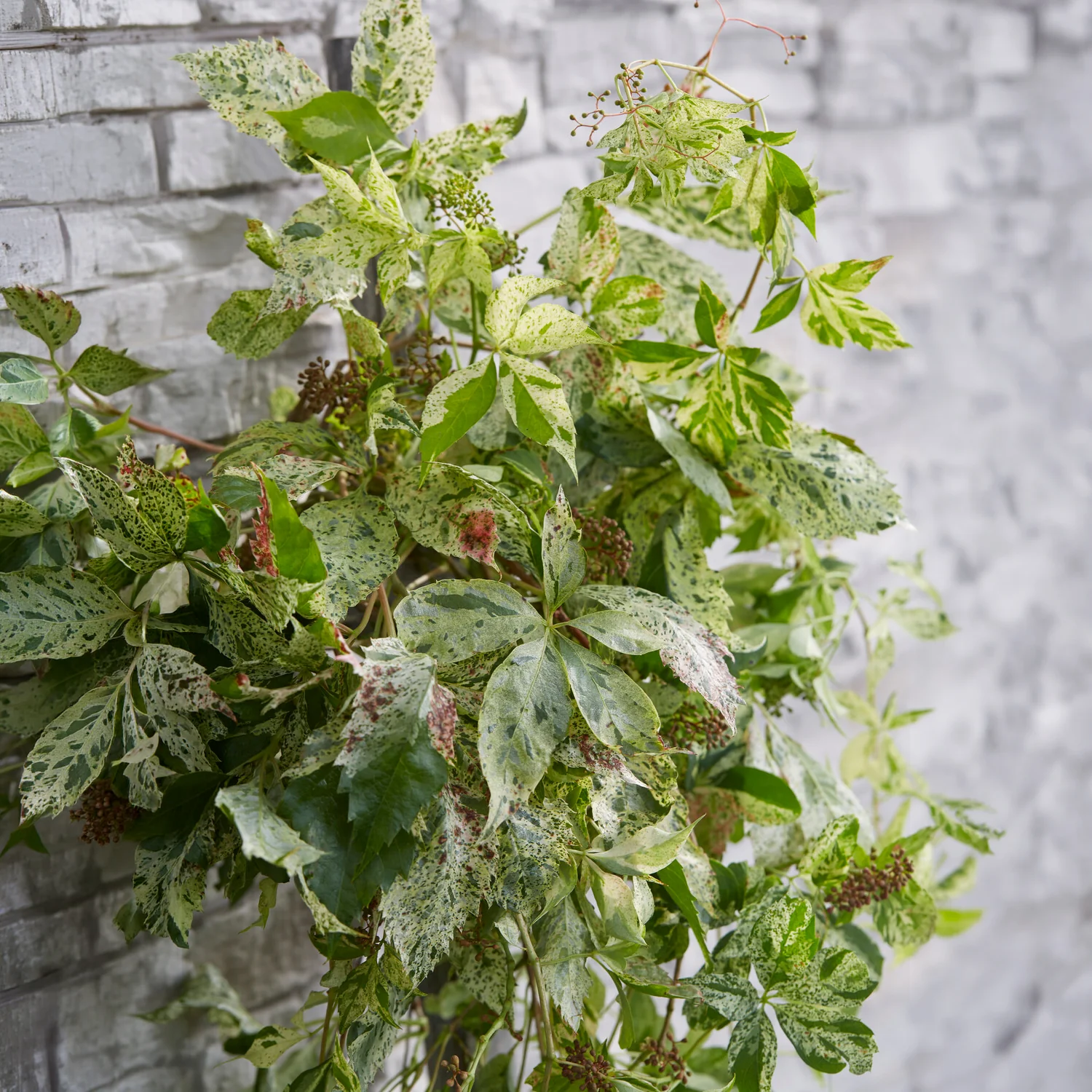Vigne vierge Star shower® - Image 3