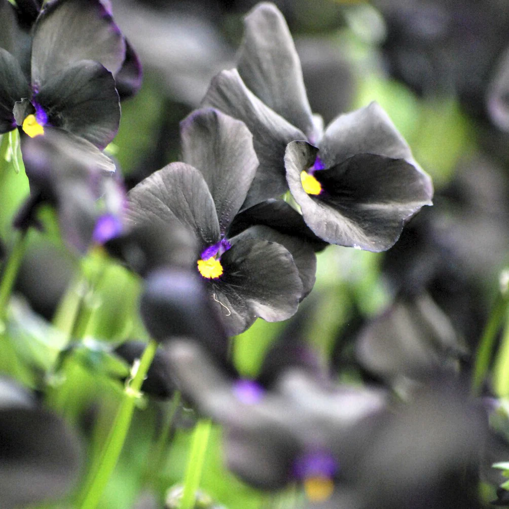 Violette cornue Molly Sanderson - Pensée - Image 2
