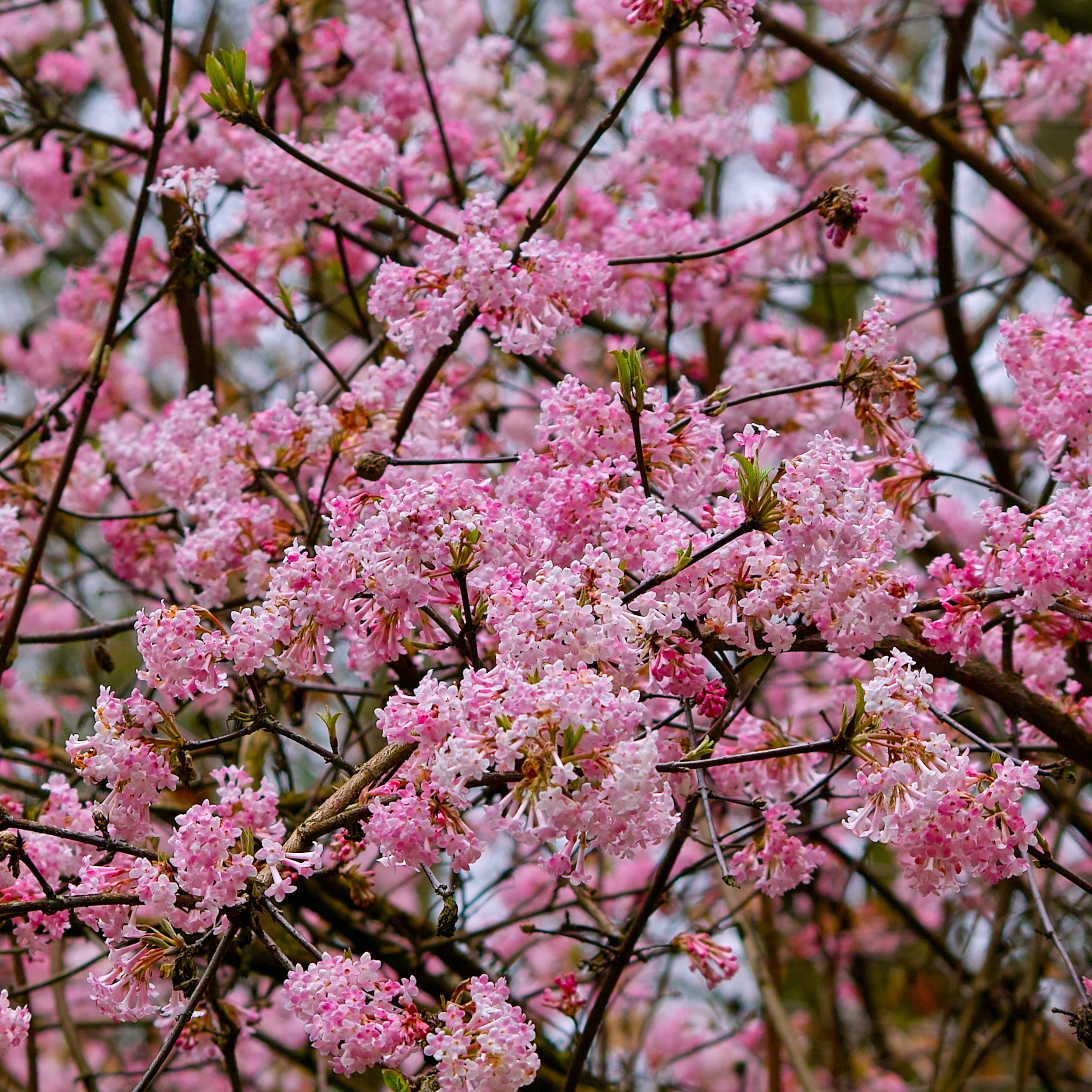 Viorne Rose - Image 3