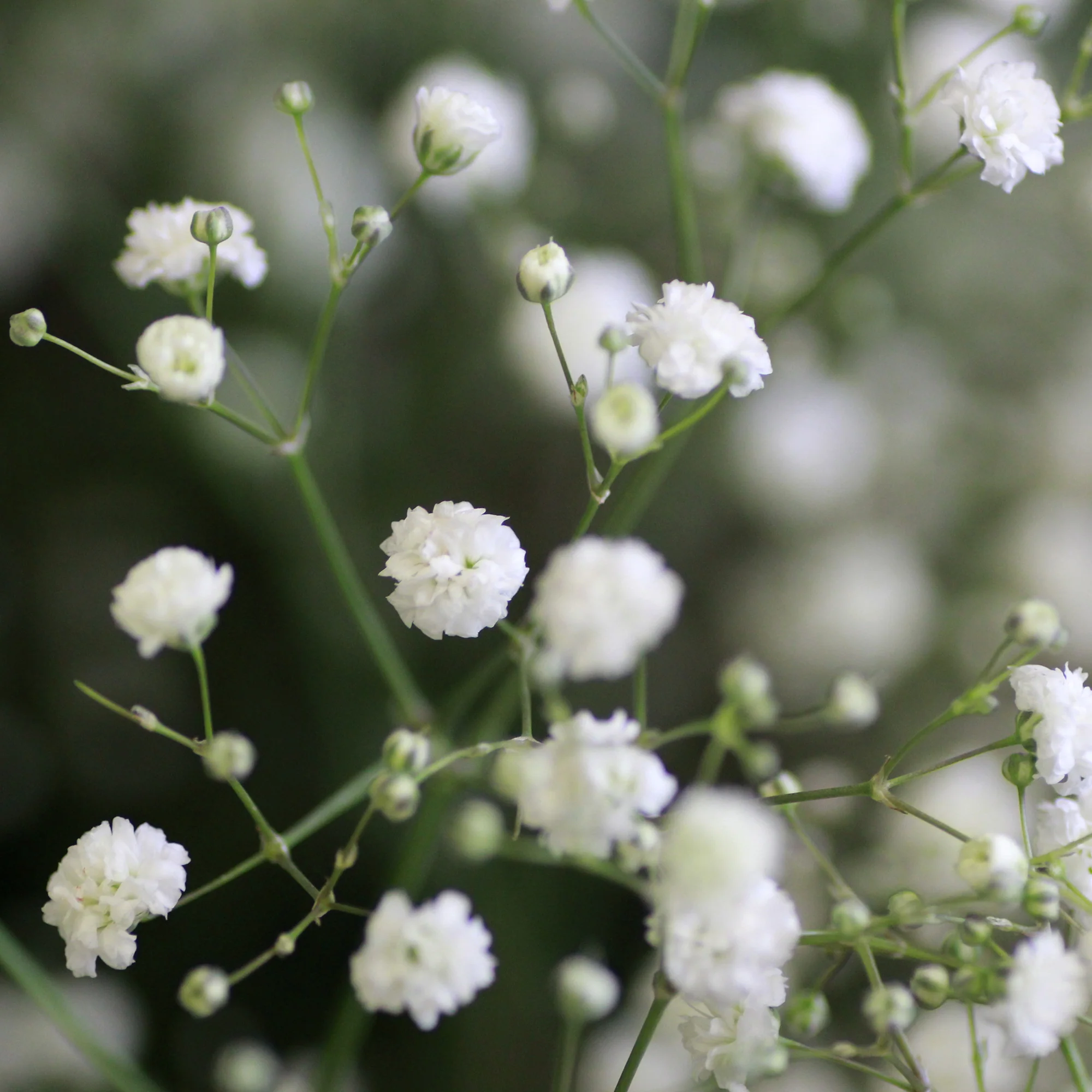 Vivaces à fleurs Blanches - Image 5