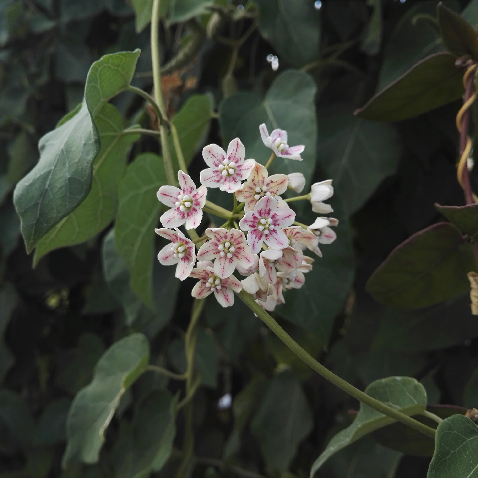 Wattakaka sinensis - Drégée de Chine