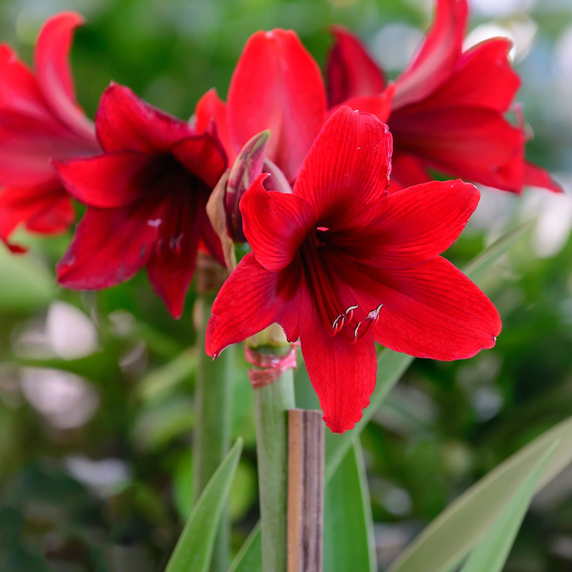 Wax Amaryllis Gloss X Mas Red - Image 4