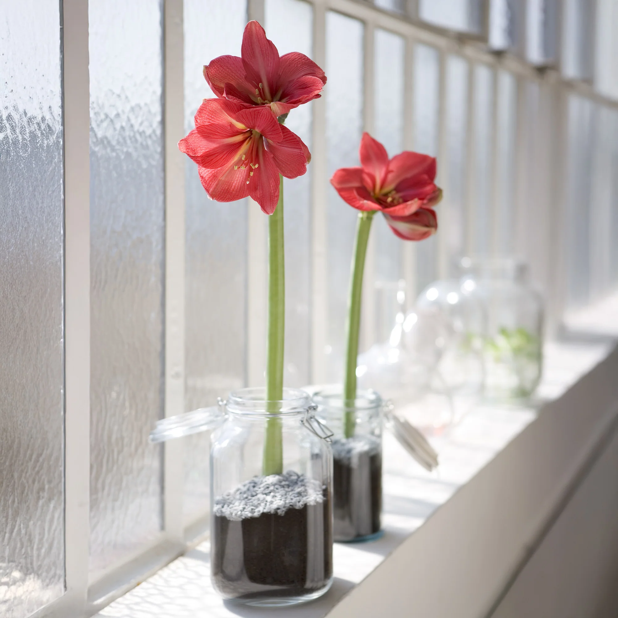 Wax Amaryllis Magic Rosé Gold - Image 3