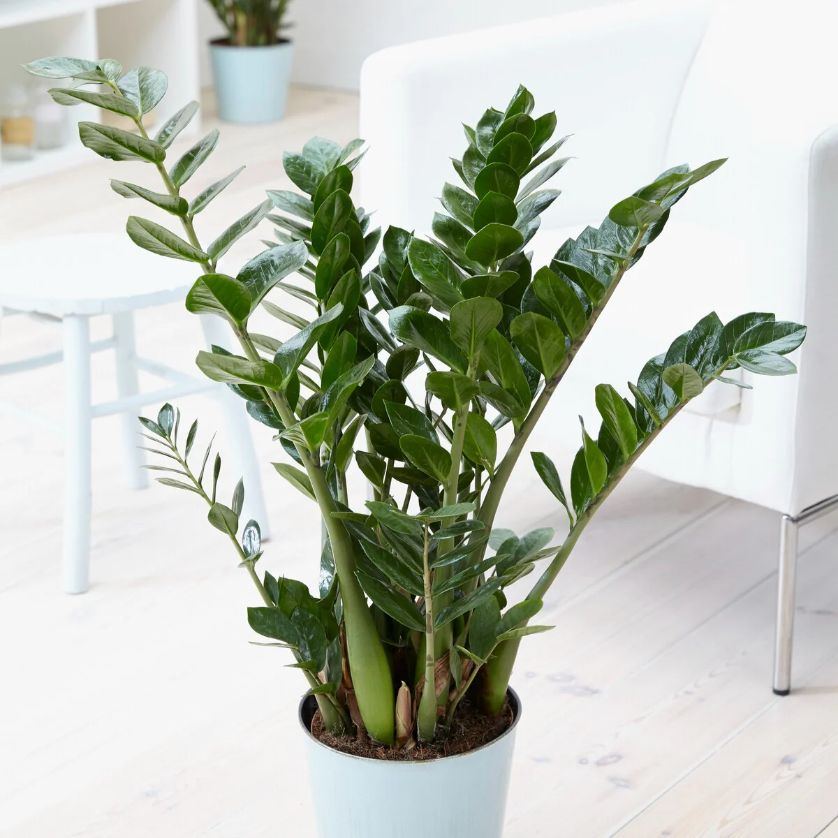 Zamioculcas - Image 6