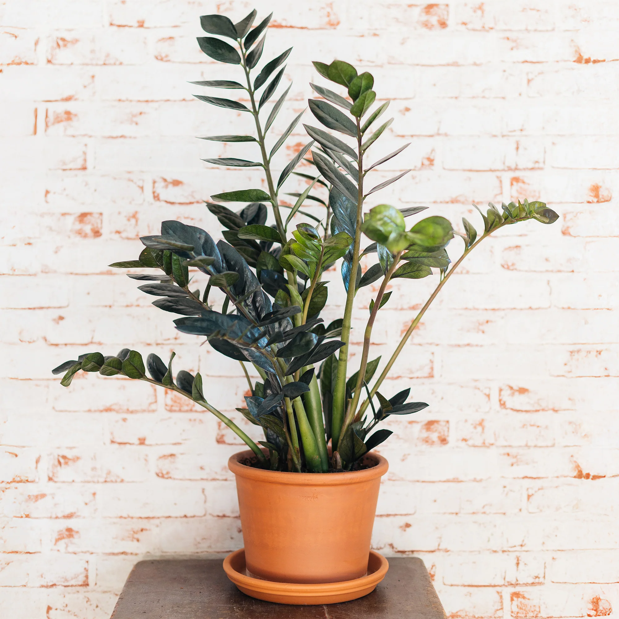 Zamioculcas Raven