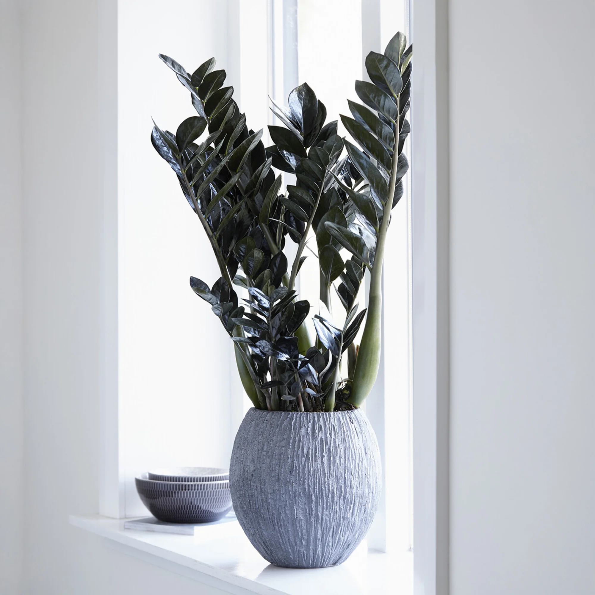 Zamioculcas Raven - Image 3