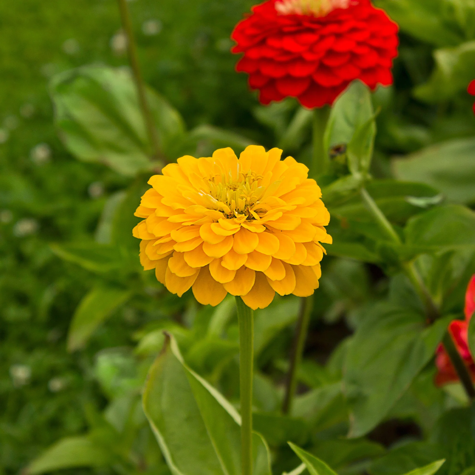 Zinnia jaune