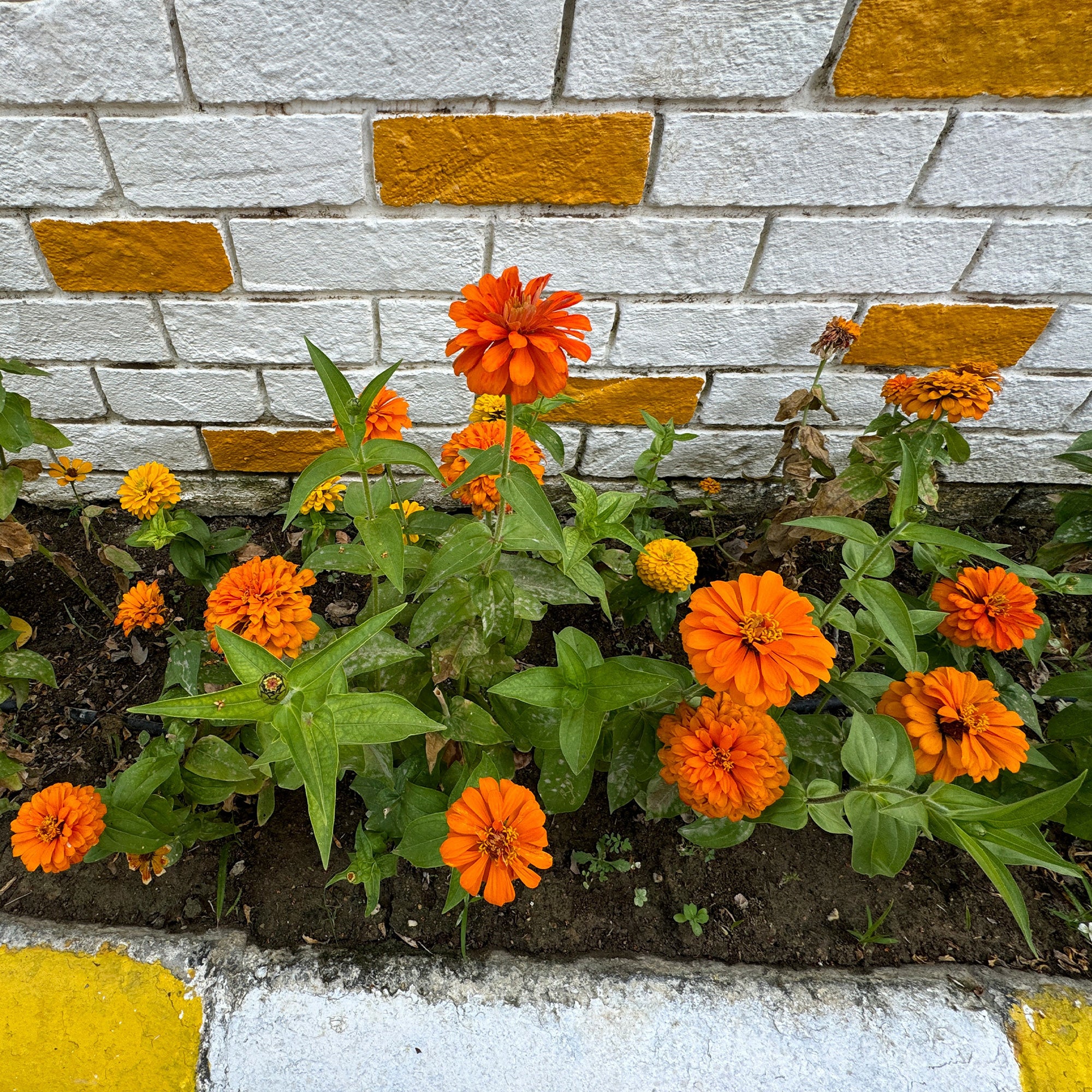 Zinnia orange - Image 3